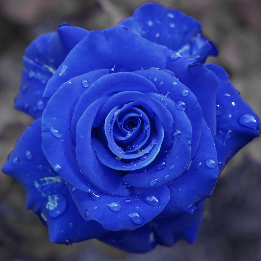 Flores Flores Rosas Rojas [] para tu, Móvil y Tablet. Explora rosas azul  oscuro. Azul claro, azul, azul marino fondo de pantalla del teléfono |  Pxfuel