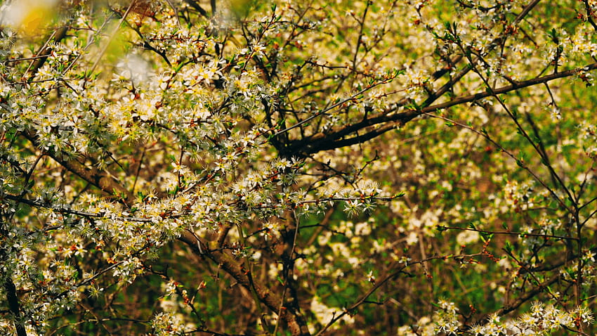 detail close up pemandangan menakjubkan pada pohon mekar di taman buah musim semi di luar ruangan Stok Rekaman Video Wallpaper HD