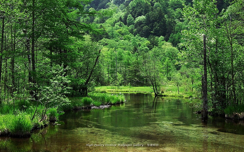 자연 풍경 강 개울 물 은행 해안 나무 숲 언덕 녹색 봄 계절 반사. HD 월페이퍼