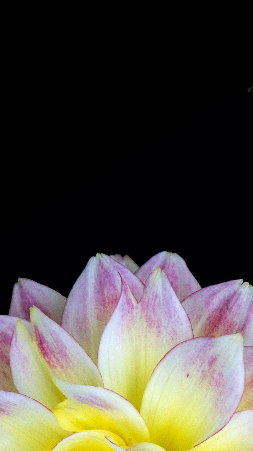 Amoled flower phone HD phone wallpaper