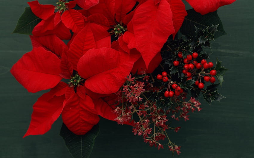 poinsettia, graphy, red, berries, compositins, flowers, beauty HD wallpaper