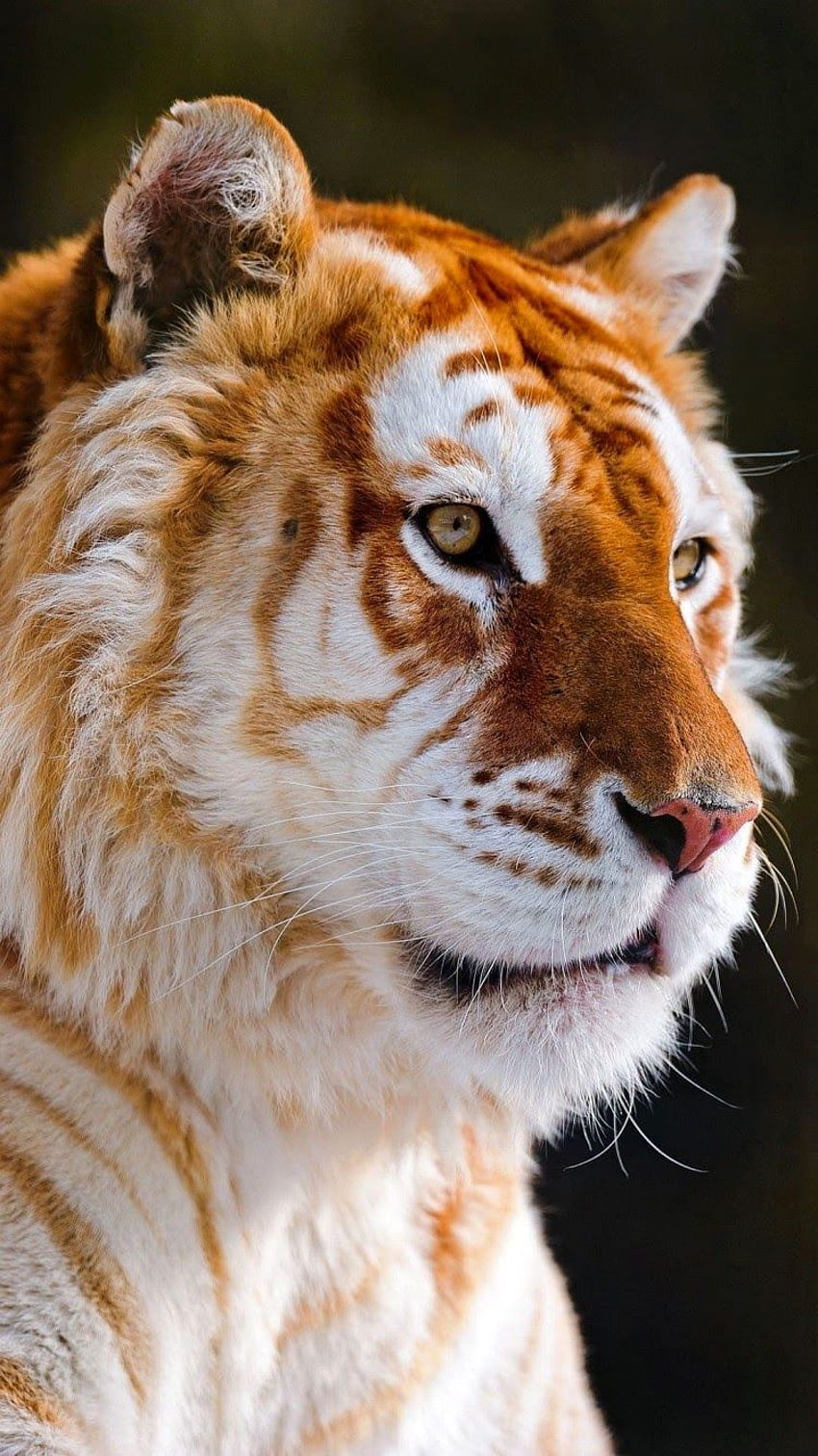 autunno natura Animale gatto tigre e leone [] per il tuo , Mobile & Tablet. Esplora Tiger iPhone . Cool Tiger, Tiger, Detroit, Cute Tiger Sfondo del telefono HD