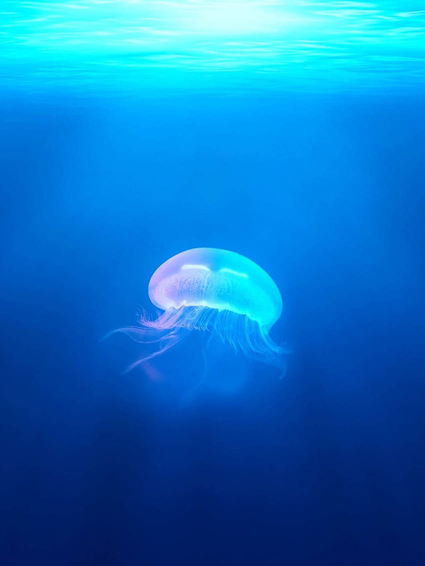 Jellyfish In Deep Blue Sea Ultra Mobile HD phone wallpaper