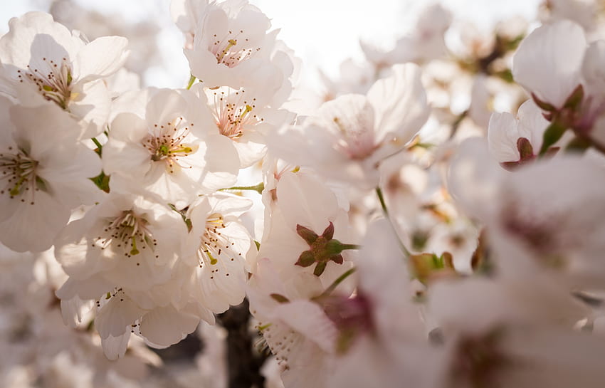 ดอกไม้ สีขาว ดอกแอปเปิ้ล ฤดูใบไม้ผลิ วอลล์เปเปอร์ HD