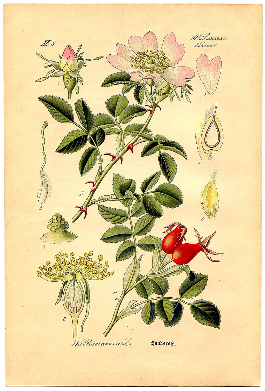 botánico Jardín Botánico, Impresión Botánica e Ilustración Botánica, Vintage Hawaii fondo de pantalla del teléfono