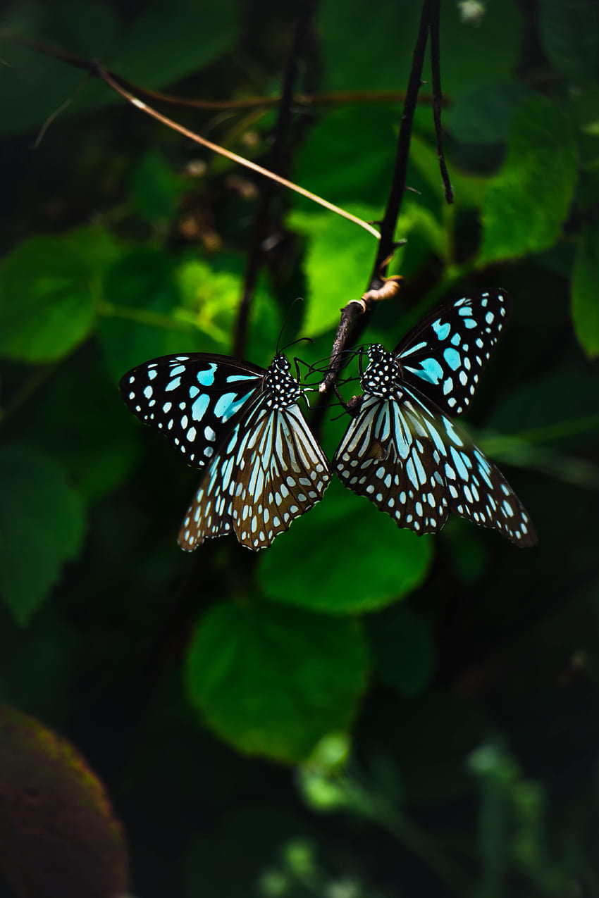Animals, Butterflies, Pattern, Wings, Tropical HD phone wallpaper | Pxfuel