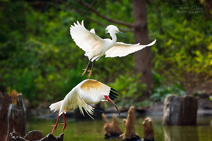 Go flying, couple, flying, birds, animals HD wallpaper | Pxfuel