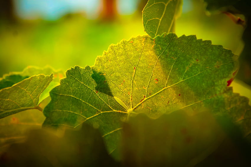 Blätter, Makro, Glanz, Licht, Adern HD-Hintergrundbild