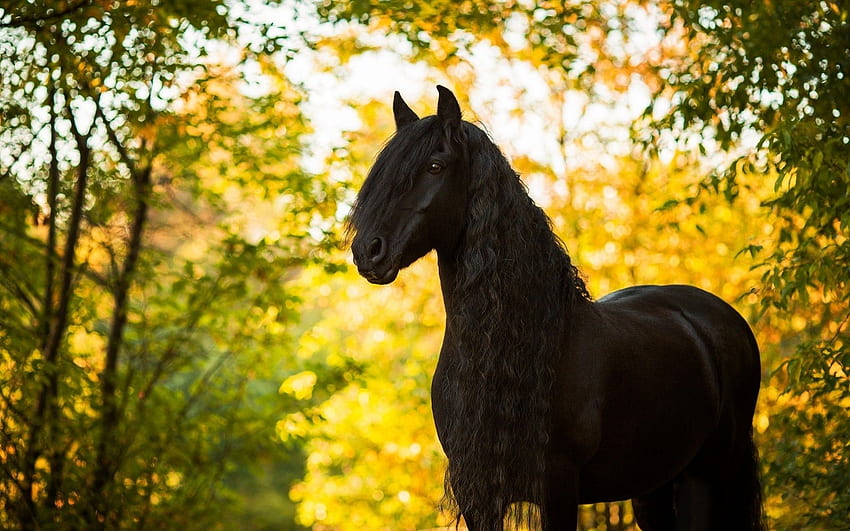 Horse Stallion Mane Autumn Black Horse - Horse, Quarter Horse Wallpaper HD