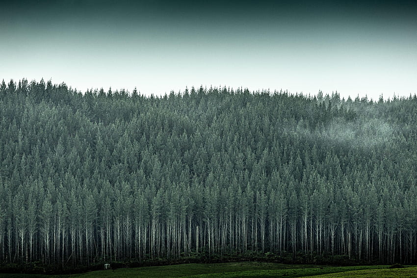 Alam, Pohon, Pinus, Hutan, Jarum Wallpaper HD