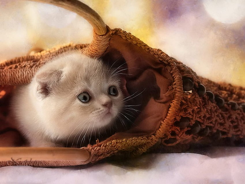 Scared kitty, kitten, sweet, animal, kitty, cute, cat, fluffy, basket, scared, adorable HD wallpaper