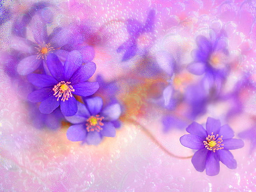 Floral theme, purple, delicate, theme, floral, lila, flowers HD wallpaper