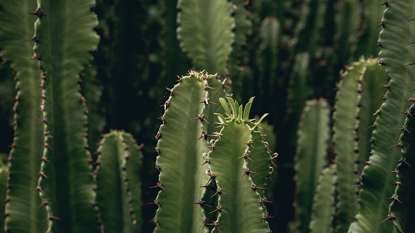 cactus, plant, spiny, green, deserted 16:9 background HD wallpaper