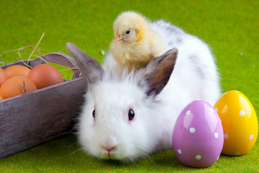 Animals, Eggs, Easter, Friendship, Rabbit, Chick, Chicken HD wallpaper