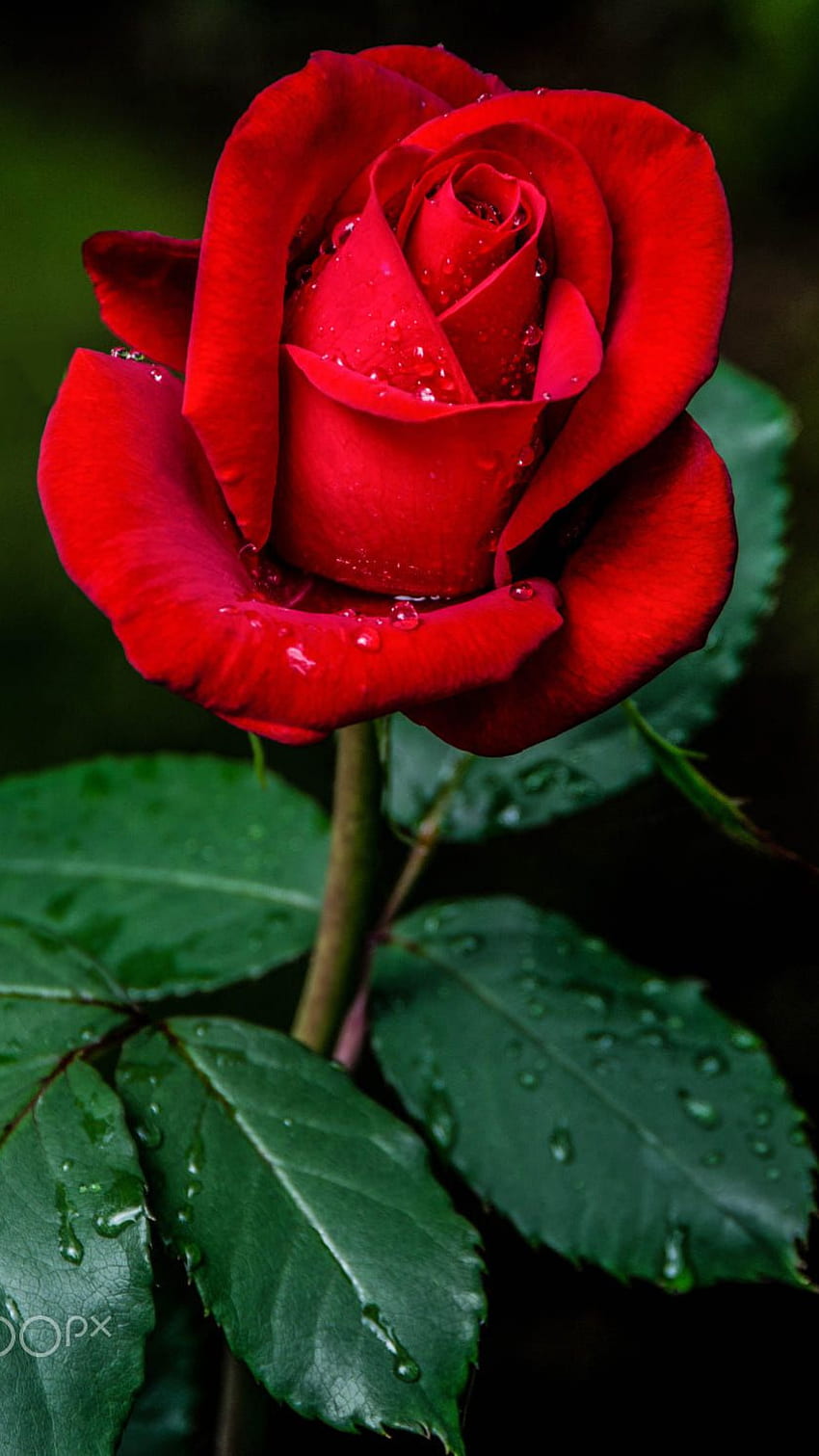 Red Rose, Rose HD phone wallpaper | Pxfuel