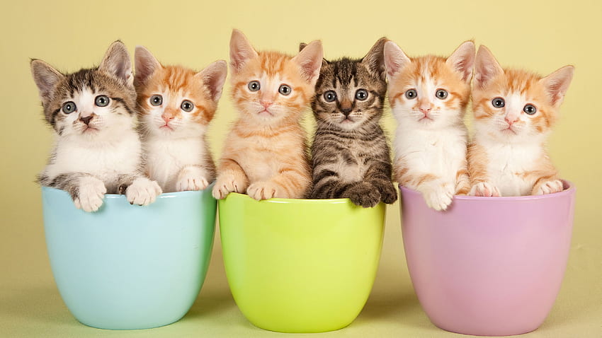 Kitten Bowls, animals, cats, yellow background, bowls, kittens HD wallpaper