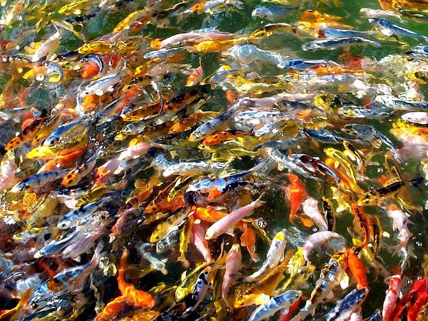 Koi-Fische 1024×768 Koi 38, japanischer Koi-Fisch-Teich HD-Hintergrundbild