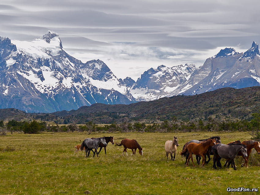 Kuda di stepa, hewan, stepa, kuda, cantik, rumput, gunung Wallpaper HD