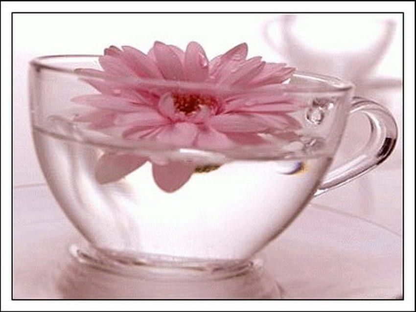Gerber, Glas, Rosa, Wasser HD-Hintergrundbild