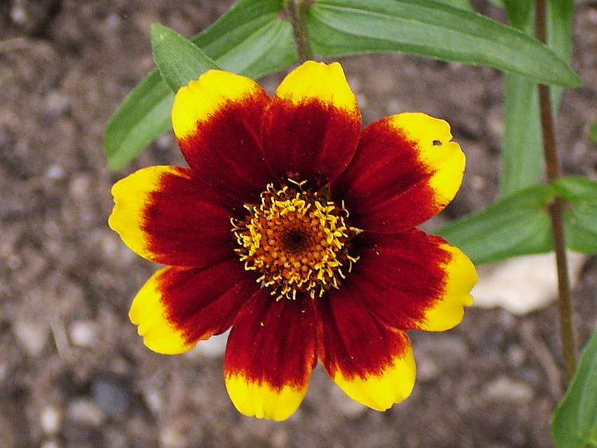 Beautiful red yello flower, Red and Yellow Flowers HD wallpaper