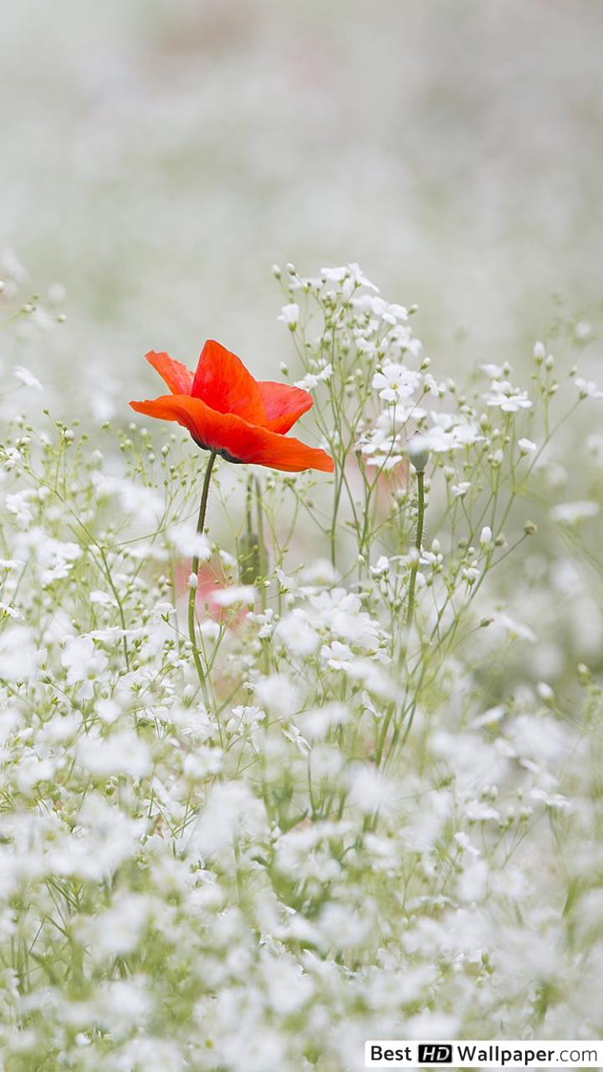 Red Poppy flower standout among white Gypsophila flower field HD phone wallpaper
