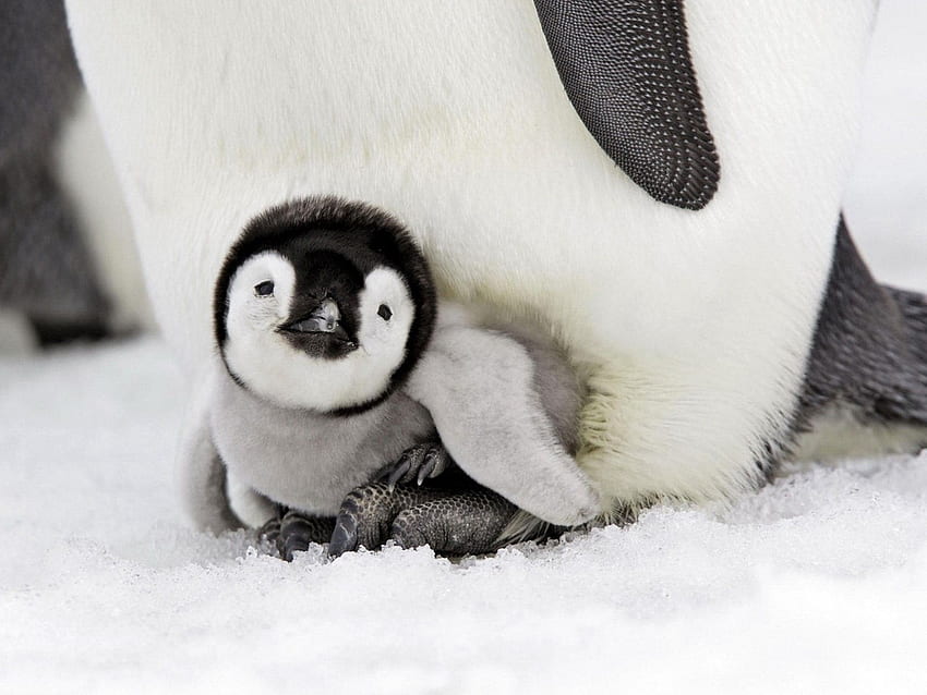 Baby Animals: Baby Penguin Snow Birds Winter Animals, Cute Penguin Winter Animal HD wallpaper