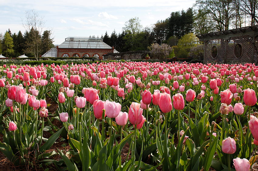 tulipanowy ogród, różowy, przyroda, tulipany, wiosna Tapeta HD