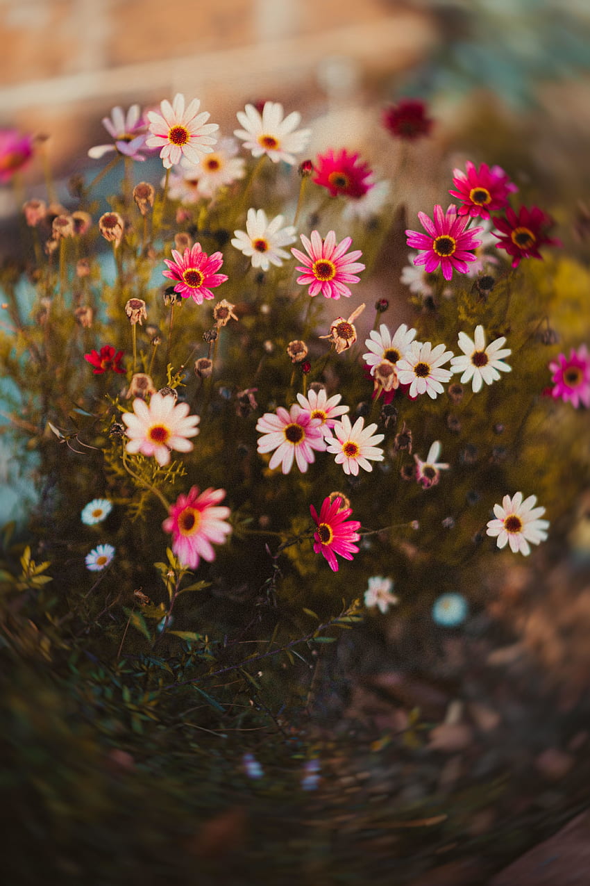 Colorful flowers, wild flowers, blossom HD phone wallpaper