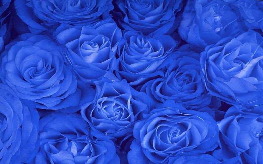 Blue Rose, Blue Roses HD wallpaper | Pxfuel