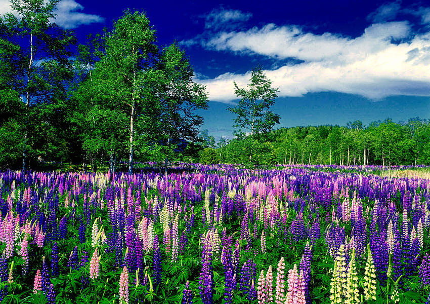 Lupinenwiese, blau, Freude, schön, Bäume, Grün, duftend, Wiese, schön, Gras, Lupine, Sommer, hübsch, Feld, grün, Wolken, Natur, Himmel, Blumen, lieblich HD-Hintergrundbild