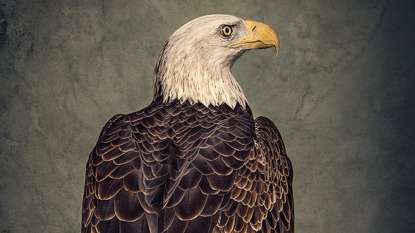 La extraña historia de la obsesión por el águila calva de Estados Unidos The Atlantic, Native Eagle fondo de pantalla