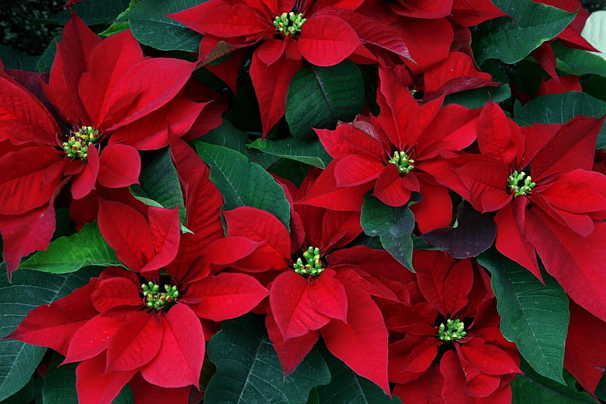 Flowers, Leaves, Close-Up, Greens, Poinsettia HD wallpaper