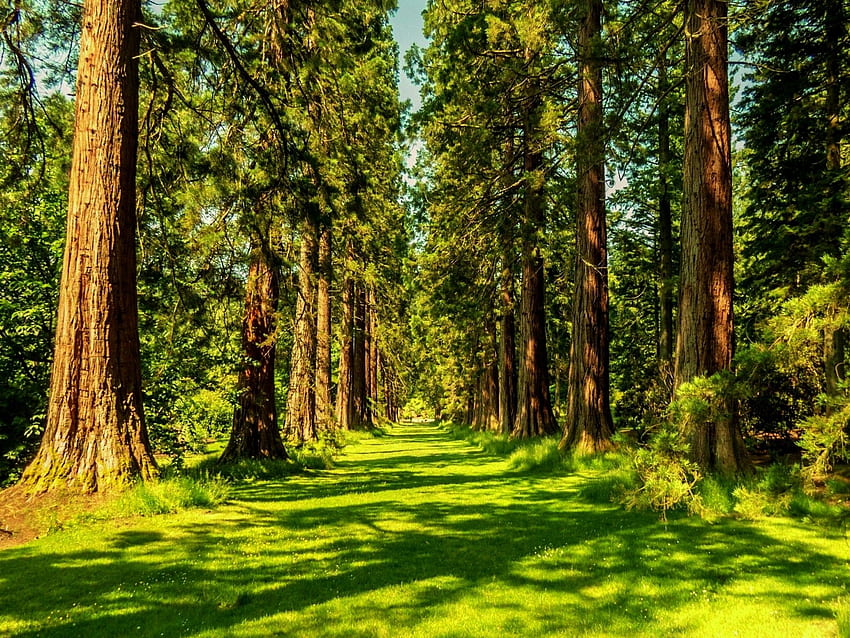 Wälder: Sommer Natur Green Forest Bäume für HD-Hintergrundbild