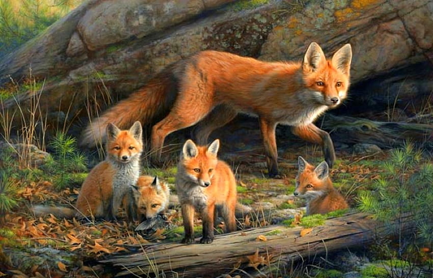Fox Venturing Out, цветове, гори, картини, любов четири сезона, листа, семейство, животни, есен, лисици, есенен сезон HD тапет