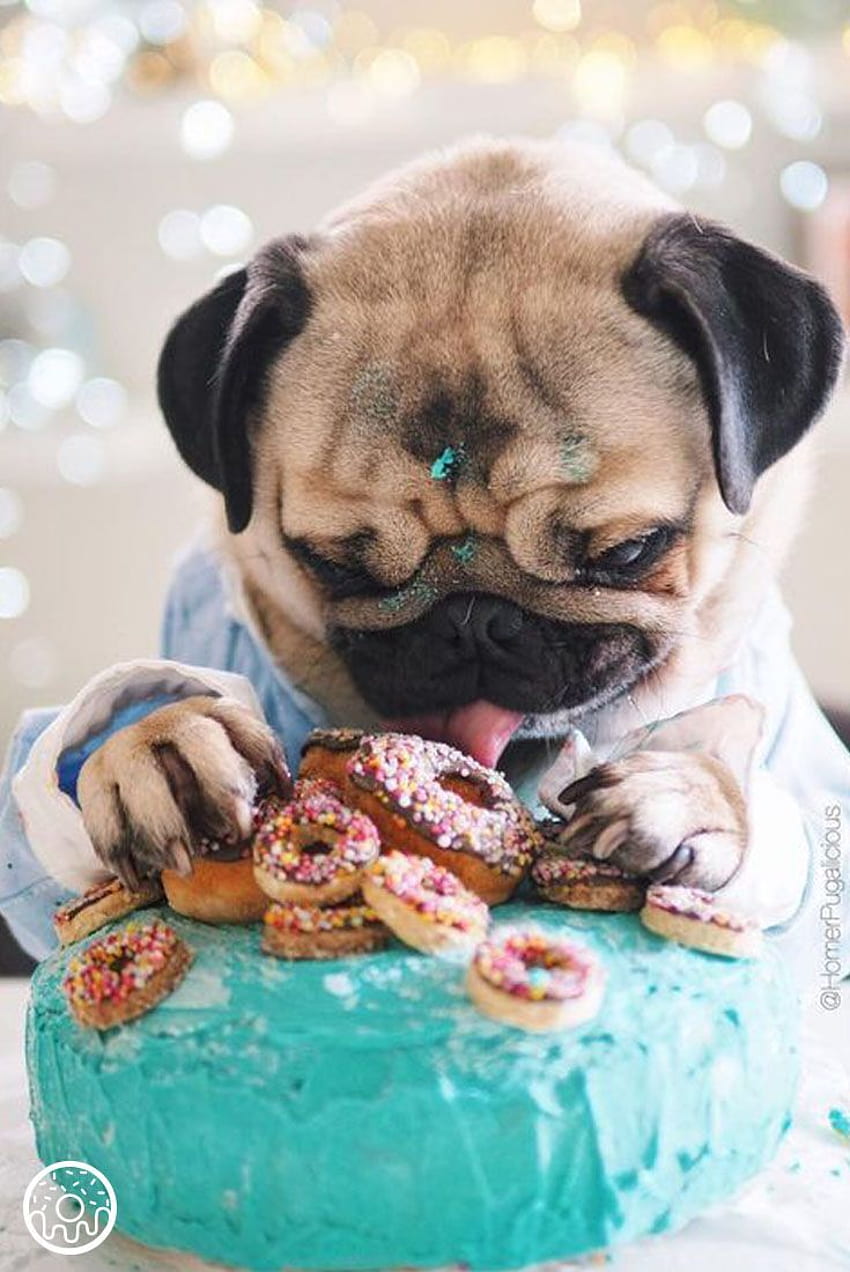 How we feel about National Donut Day coming up, Donut Pug HD phone wallpaper