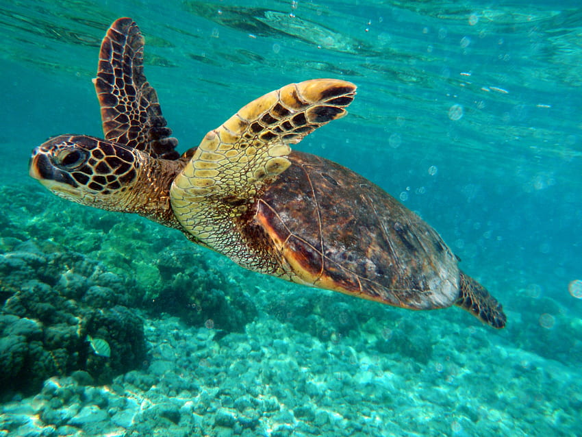 : Turtle swim - Animal, Blue, Deep, Swimming Turtle HD wallpaper | Pxfuel