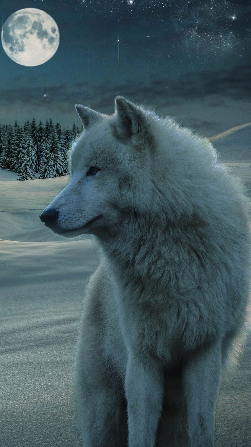 Lobo blanco, lobo de invierno fondo de pantalla del teléfono