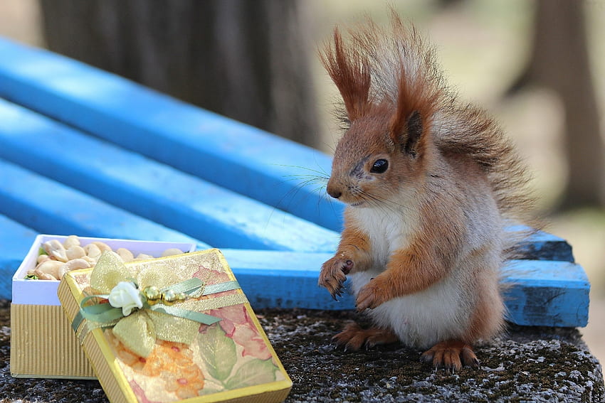Animals, Squirrel, Blur, Smooth, Box, Gift, Present HD wallpaper
