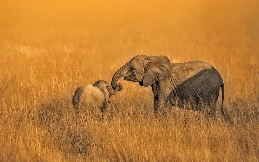 Família Elefante, Campo, Vida Selvagem, África para MacBook Pro 15 polegadas papel de parede HD
