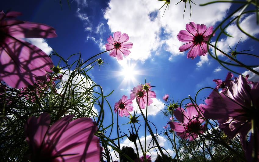 hermoso fondo de pantalla de flor morada