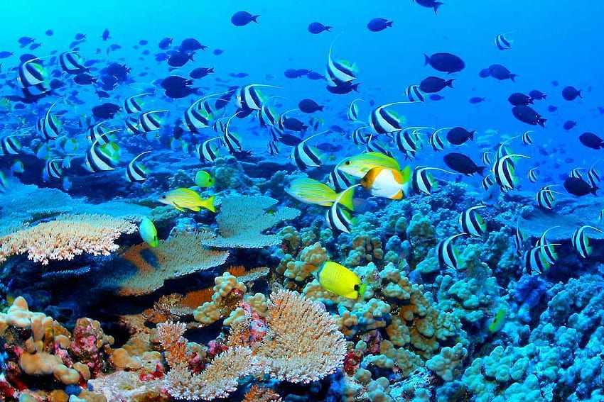 Wielka Rafa Koralowa Tapeta HD