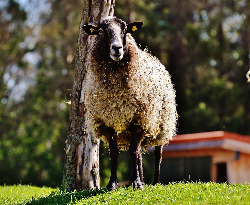 zwierzęta, trawa, owce, loki Tapeta HD