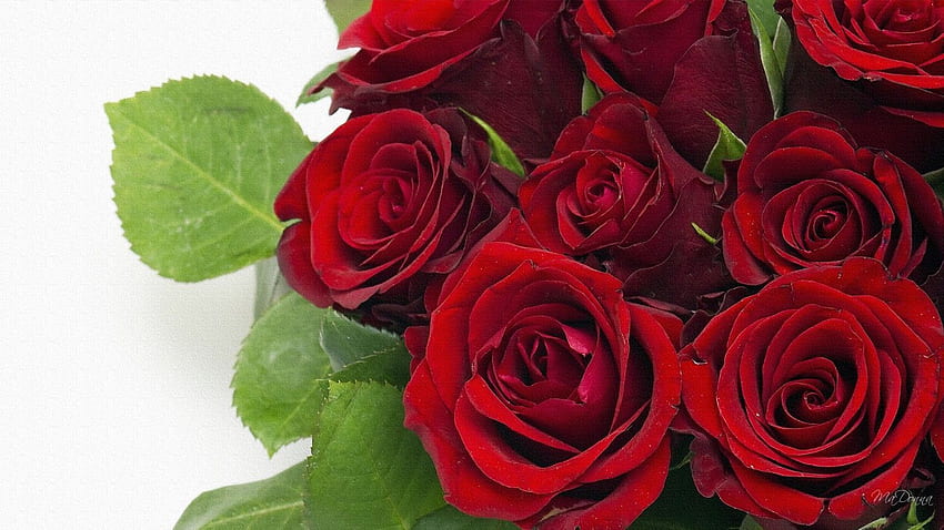World's Most Beautiful Roses Flowers HD wallpaper | Pxfuel