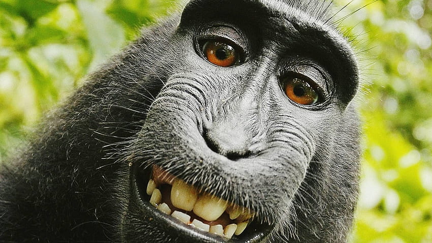zabawna małpa. обои w 2019. Monkey, Crazy Monkey Tapeta HD
