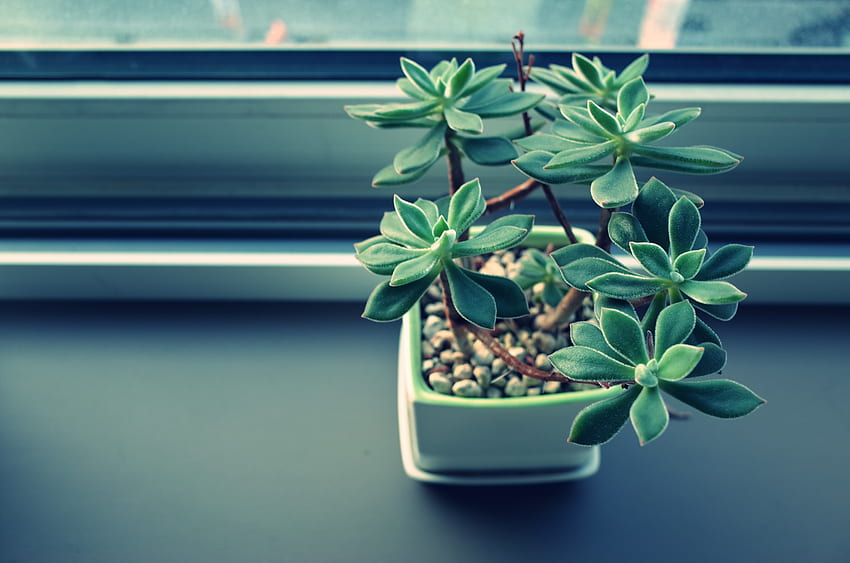 Indoor Plant, Flowers, Window Sill, Windowsill, Houseplant, Pot HD wallpaper