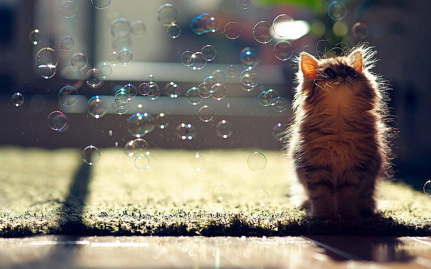 Animals, Bubbles, Glare, Shine, Light, Fluffy, Kitty, Kitten, Bubble HD wallpaper