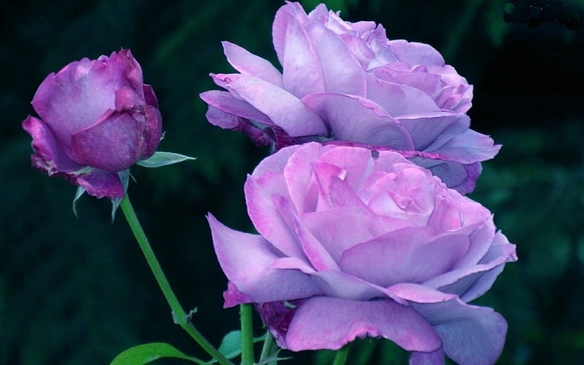 紫のバラ、紫、つぼみ、バラ、自然、花 高画質の壁紙