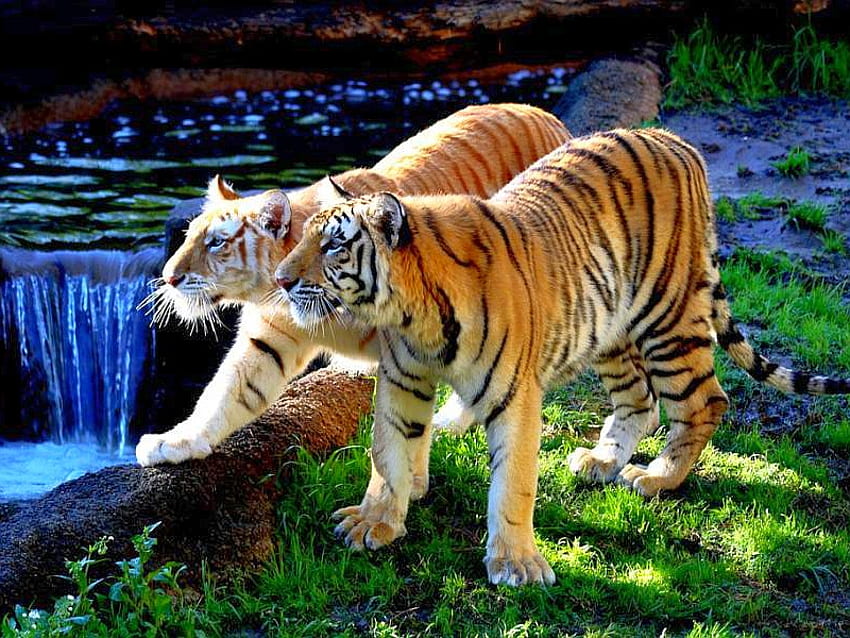 Tiger Couple, couple, beau, tigres Fond d'écran HD