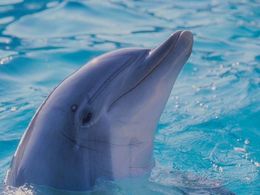 golfinho, espionagem de golfinhos papel de parede HD