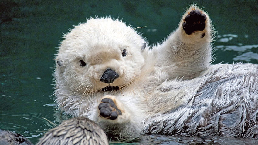 Sea Otter . Sea otter. Baby sea HD wallpaper | Pxfuel